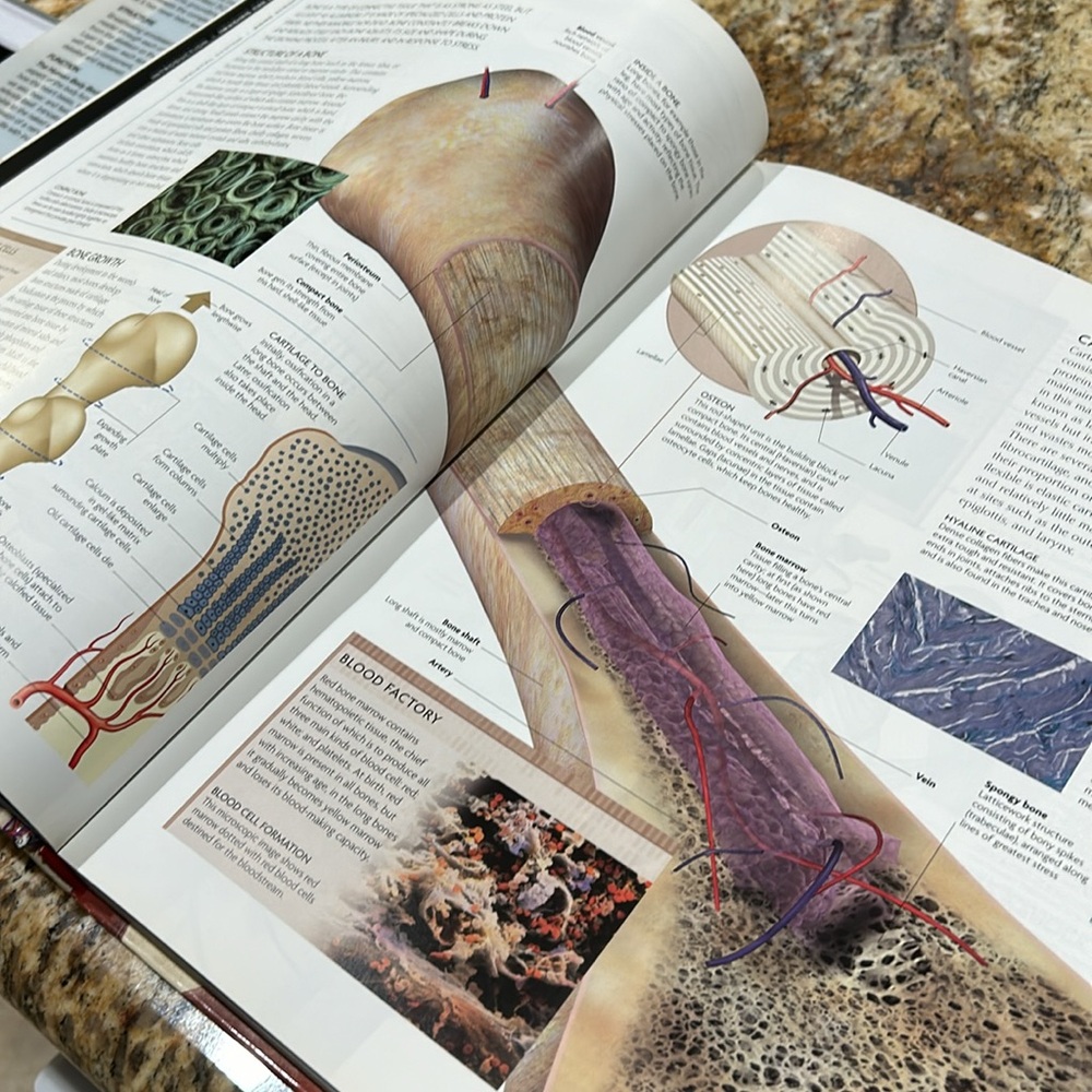 The Human Body Book - Picture 6 of 12